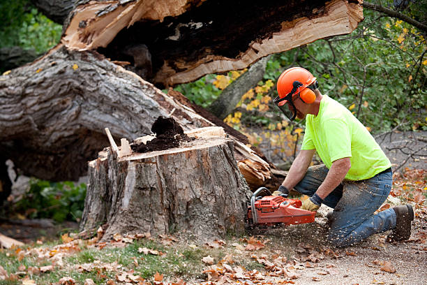 Reliable Mountainair, NM Tree Service Solutions